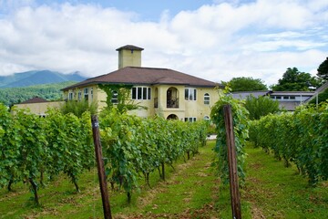 Naklejka premium Landscape of summer vineyards and yellow western style buildings