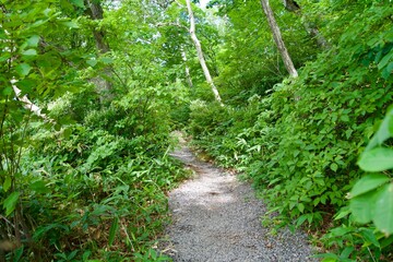 Obraz premium Trekking path around lotus pond in Shiga Kogen