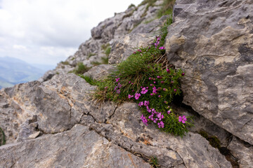 
A rocky patch of hillside with a small flowering plant with pink flowers growing between the...