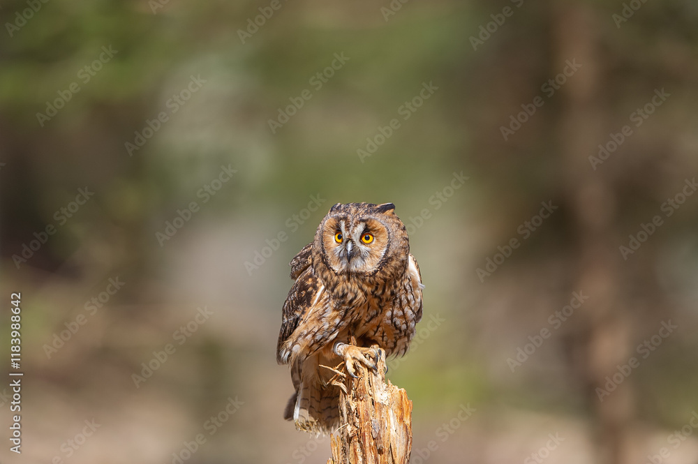 Fototapete Long-eared owl standing on tree with blured forest in the background. Asio otus