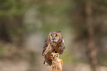 Long-eared owl standing on tree with blured forest in the background. Asio otus