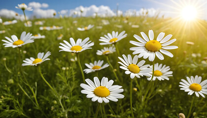 Fototapeta premium Chamomile flower background with sun growing in a meadow