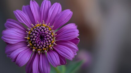 Vibrant Purple Flower Close-up, Intricate Details of a Single Blossom with Vivid Petals and Yellow Center
