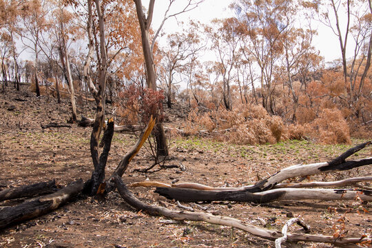 Burnt charred tree trunks and bushland after the bushfire