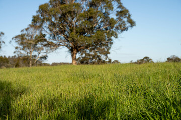 long grass in a field on a farm in spring