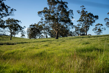 long grass in a field on a farm in spring