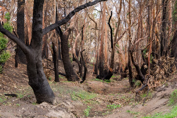 Burnt charred tree trunks and bushland after the bushfire