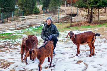 Damascus goats surrounded man in contact zoo. Domesticated shami, chami, aleppo, halep, baladi goat...