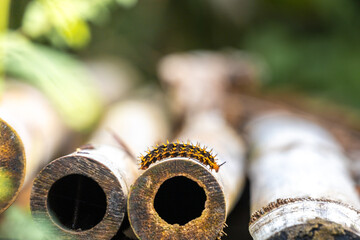 yellow black caterpillar crawling on bamboo stickyellow black caterpillar crawling on bamboo stick. This insect known as Ulat bulu or Ulat gatel in Indonesia