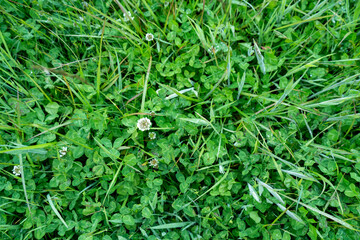 clover growing in a field on a farm