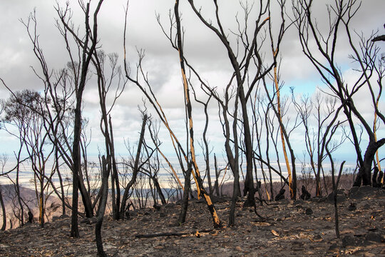 Burnt charred tree trunks and bushland after the bushfire