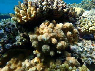 Fototapeta premium Hedgehog coral (Echinopora hirsutissima) undersea, Red Sea, Egypt, Sharm El Sheikh, Montazah Bay