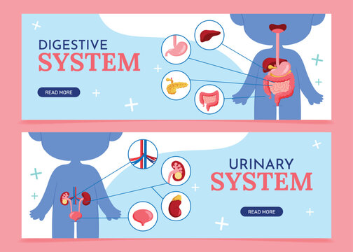 Human Digestive and Urinary Systems Illustration