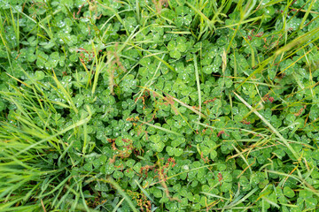 clover growing in a field on a farm