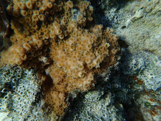Hedgehog coral (Echinopora hirsutissima) undersea, Red Sea, Egypt, Sharm El Sheikh, Montazah Bay