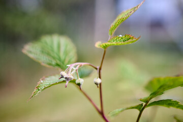 European blackberry or Rubus fruticosus, green leaves and fresh buds ovary, selective focus close up. Blackberry edible fruit produced by many species in genus Rubus family Rosaceae.