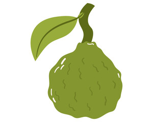 Naklejka premium Fruit Bergamot orange in cartoon hand drawn simple style. Editable variable color