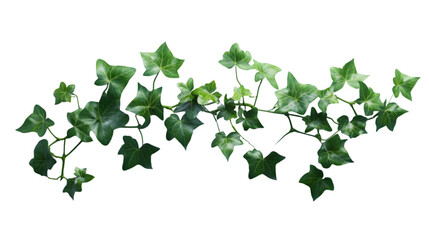 Naklejka premium ivy vine png