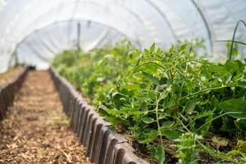open community garden growing flowers and vegetables with families and children exploring nature in...