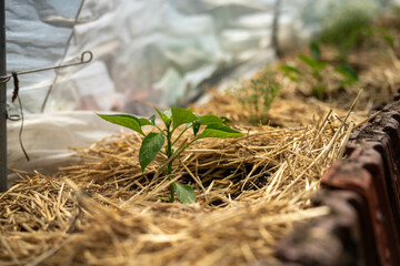 open community garden growing flowers and vegetables with families and children exploring nature in australia