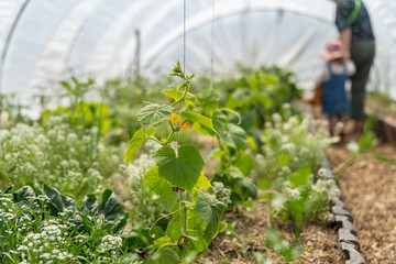 open community garden growing flowers and vegetables with families and children exploring nature in...