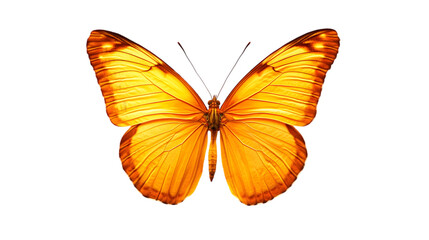 Obraz premium orange butterflies png