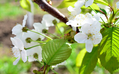 a branch of blooming cherry with white flowers close up