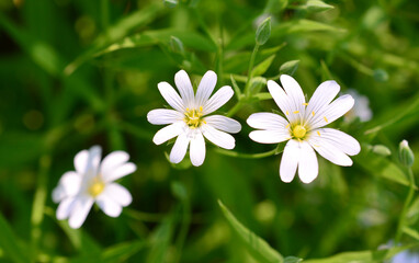 spring background with white flowers and green background © Irina