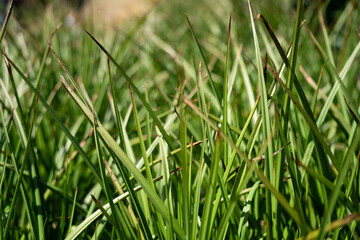 open community garden growing flowers and vegetables with families and children exploring nature in australia