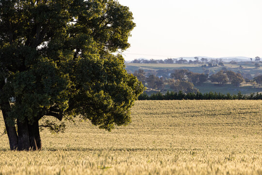 Kurrajong tree and field of wheat at sunset