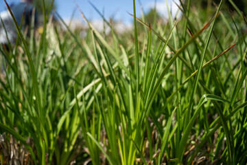 open community garden growing flowers and vegetables with families and children exploring nature in australia