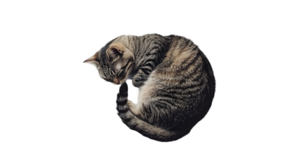 cat sleeping png