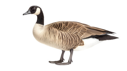 canadian goose png