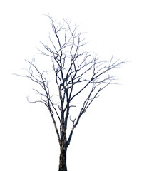 silhouette of a dead tree isolated on white