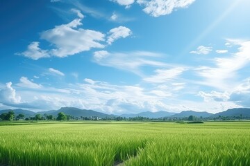 Fototapeta premium Farm landscape with ripe rice field and sky