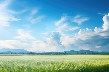 Fototapeta premium Farm landscape with ripe rice field and sky