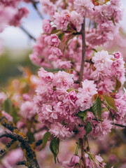 Beautiful cherry blossom close up