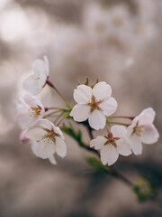 Beautiful cherry blossom close up