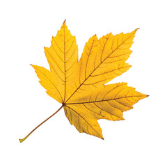 Fototapeta premium Yellow Single-Lobed Leaf. PNG file for mock-up.
