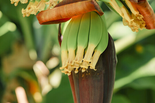 Young bananas growing from flowers in tropical north Australian plantation