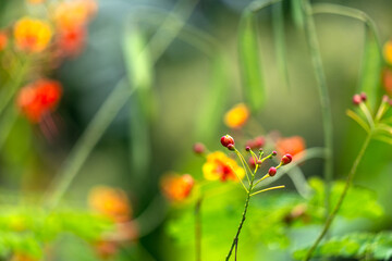 Beautiful red berry flower for wallpaper. Little red flower against lush greenery