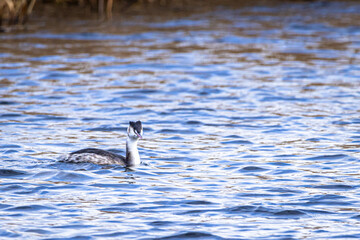 Haubentaucher (Podiceps cristatus) im Schlichtkleid auf dem Federsee