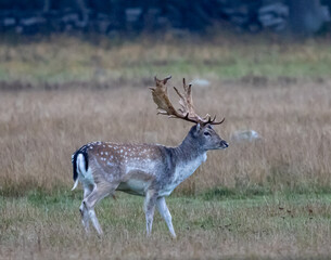European Fallow Deer (Dama dama) at Ottenby nature reserve on southern Oland, Sweden.