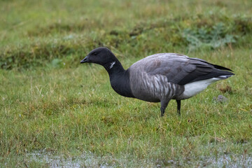 Brent Goose (Branta bernicla) in migrationtime at Ottenby, southern tip of Oland, Sweden.