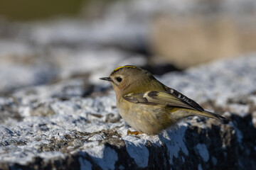 Goldcrest (Regulus regulus) in migrationtime, at Ottenby, southern tip of Oland, Sweden.