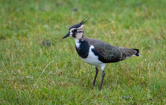 Lapwing (Vanellus vanellus) on southern Oland island, Sweden.