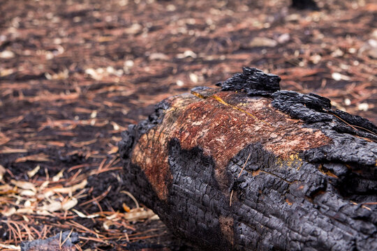 Blackened burnt log after the bushfire