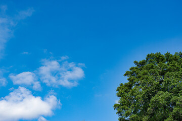 Green tree under blue sky with white clouds in a sunny countryside landscape