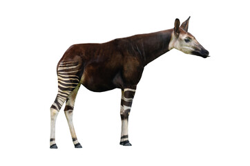 Okapi isolated on white background