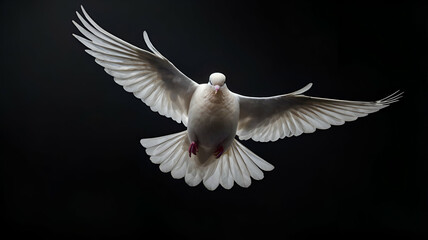 Fototapeta premium White Dove in Flight for the International Day of Peace